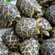 Illustration for article titled Runway Closed by Swarm of Turtles